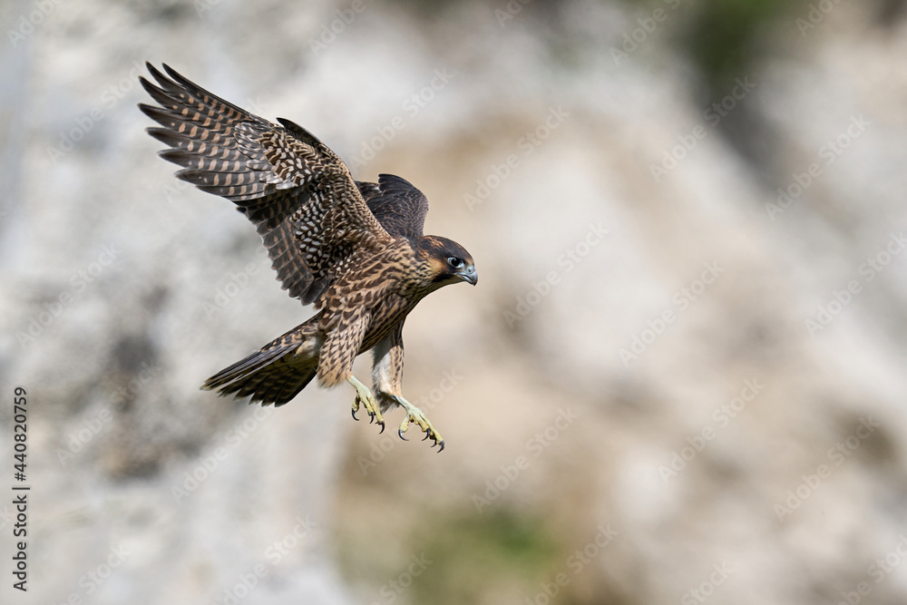 Fototapeta premium Peregrine falcon (Falco peregrinus)