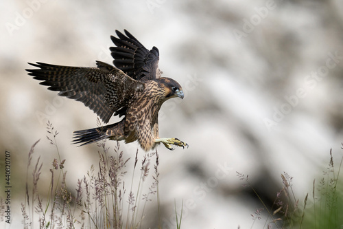 Fotografie, Obraz Peregrine falcon (Falco peregrinus)