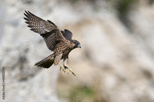 Fototapeta Peregrine falcon (Falco peregrinus)