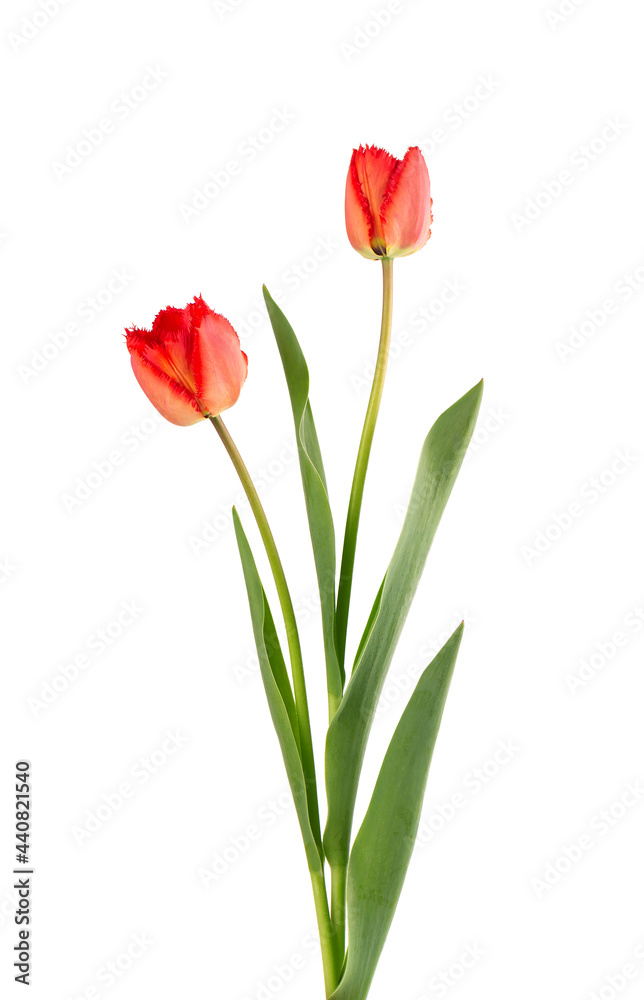 Tulip flower on a long stem with leaves, isolated on white background. Beautiful spring flowers. Tulip flower on a long stem with leaves, isolated on white background. Beautiful spring flowers.