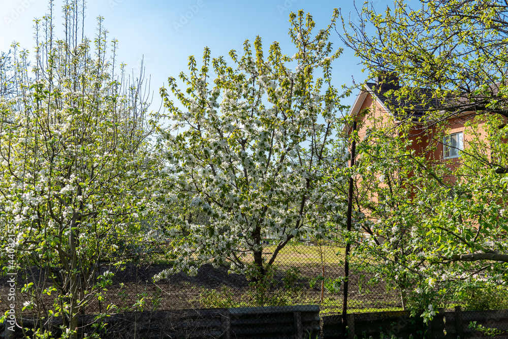 garden full of fruit trees with white flowers in spring garden full of fruit trees with white flowers in spring