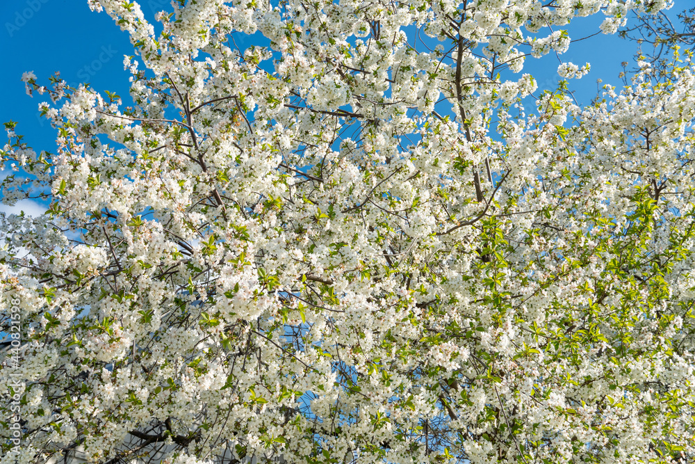 garden full of fruit trees with white flowers in spring garden full of fruit trees with white flowers in spring