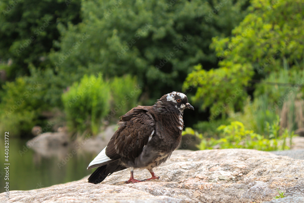 Fototapeta premium Pigeon on a rock
