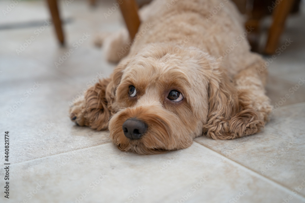 Cute Cockapoo Poodle Mix, Dog Relaxing, Poodle Dog Photo Cute Cockapoo Poodle Mix, Dog Relaxing, Poodle Dog Photo