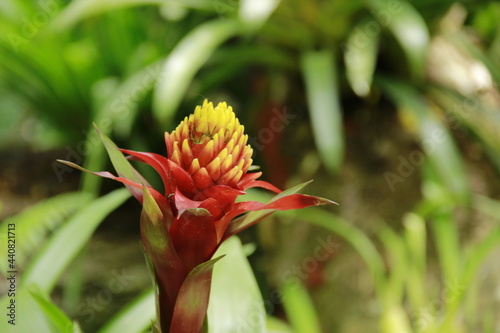 GUZMANIA CONIFERA - Exotic Plant found in the Foz do Iguaçu Bird Park photo