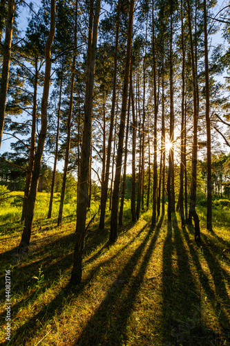 Sunset in pine tree forest