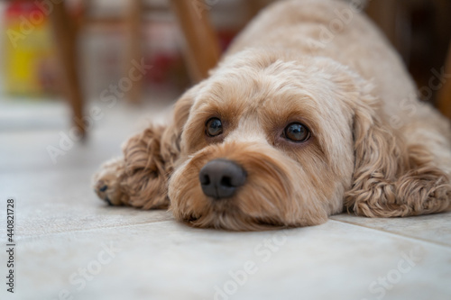 Cute Cockapoo Poodle Mix, Dog Relaxing, Poodle Dog Photo