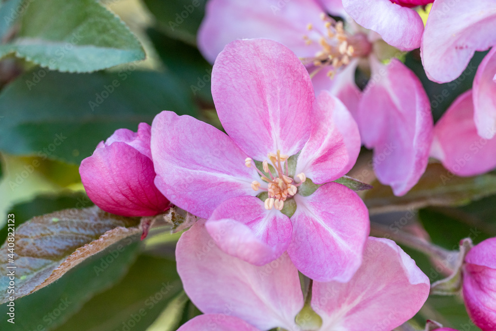 many pink flowers on blooming branches of fruit trees in garden many pink flowers on blooming branches of fruit trees in garden
