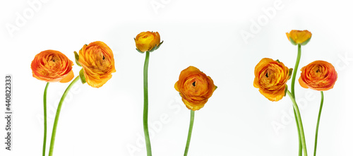 ranunkel blumen mit stengel in orange isoliert auf weiß, florales muster blumenkonzept photo