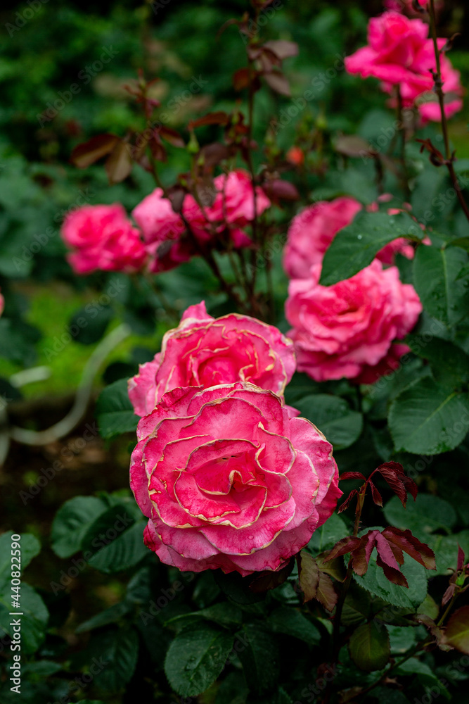 Roses in a Japanese garden in Shibuya Tokyo. Roses in a Japanese garden in Shibuya Tokyo.