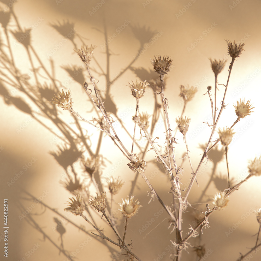 Obraz premium Stylish flowers shadow on beige wall. Minimal aesthetic background