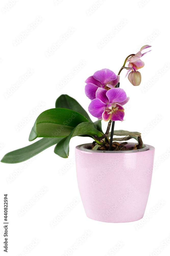 Vase with mini orchid in bloom Vase with mini orchid in bloom