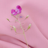 Purple flower on pink fabric background. Aesthetic minimal wallpaper. Summer Spring floral plant composition