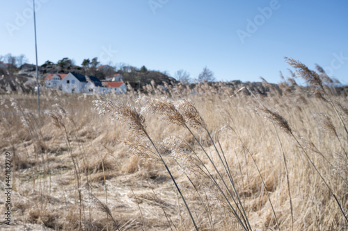 Long dry reeds with a blue sky in the background. Picture from Hamburgsund, Sweden photo