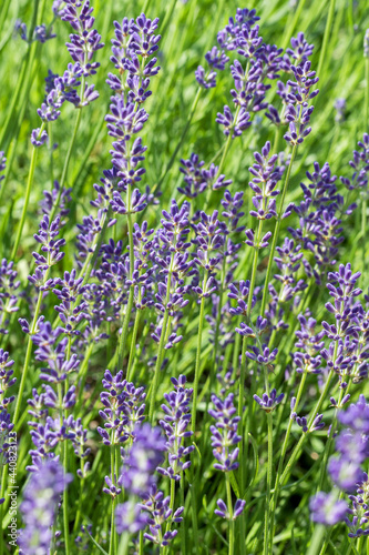 Beautiful lavender flower. Selective and soft focus on lavender flower. Lavender flowers lit by sunlight in flower garden