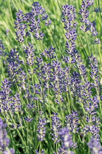 Selective focus on purple lavender flowers on blur background.  Pastel colors background. Soft dreamy feel.