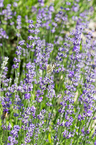 Selective Focus on Spring insects. A Humblebee colect nectar on blue flowers of a lavender field. Bumblebee also known as carpenter bee. Blurred background.