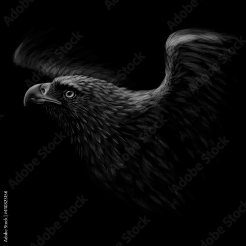 A hawk. A black-and-white, graphic portrait of a flying hawk on a black background. Digital vector graphics. 