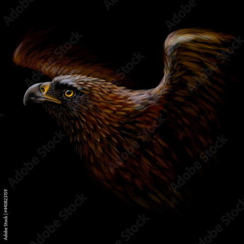 A hawk. A color, graphic portrait of a flying hawk on a black background. Digital vector graphics.