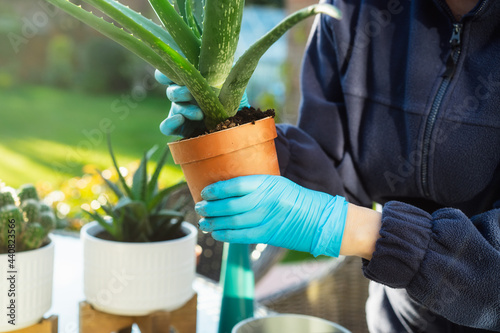 Woman's hands in gloves transplanting aloe plant a into a new pot outdoors. Home gardening and plants care. Selective focus, copy space.