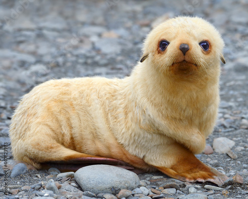 Antarctic Fur Seal pup - blonde morph - South Georgia, South Atlantic 