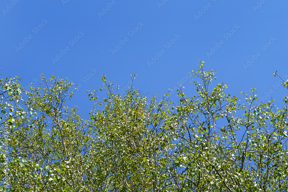 Fototapeta premium Blue sky on the background of trees.