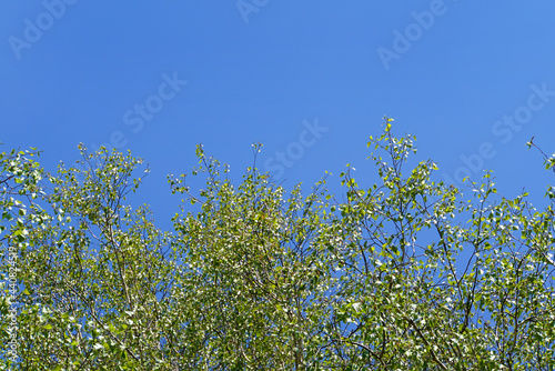 Blue sky on the background of trees.