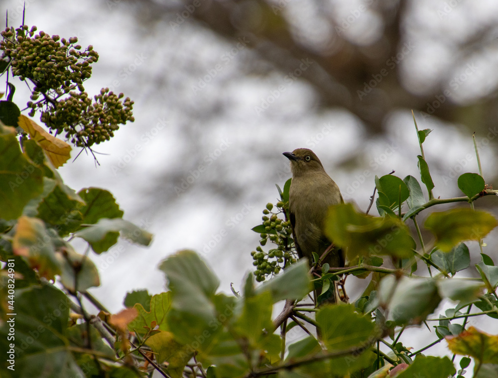 Obraz premium A Sombre Greenbul isolated at the top of a tree