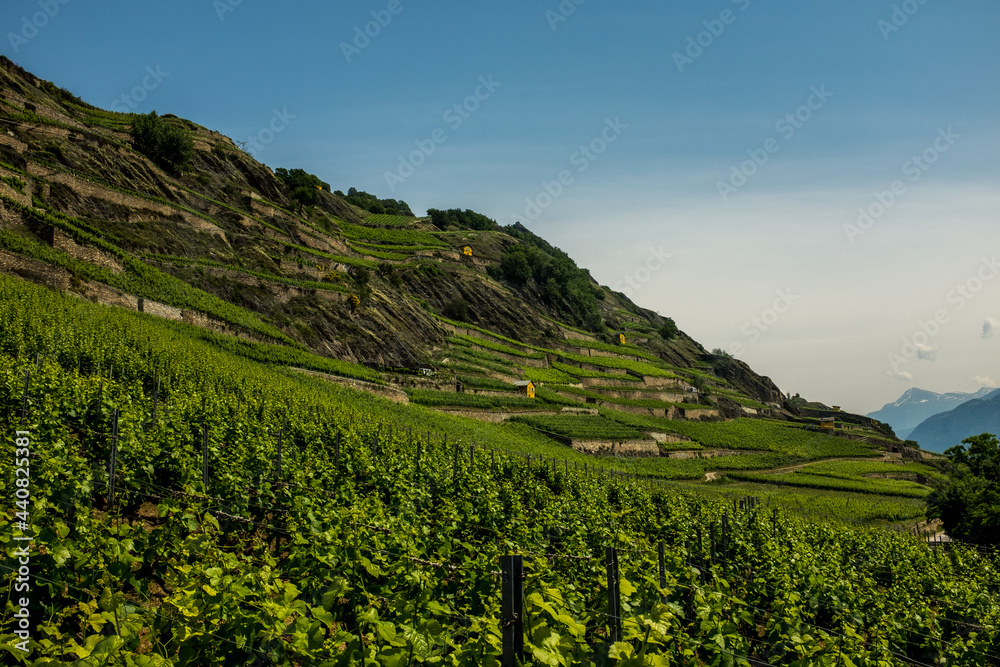 Obraz premium Landscape view of the vineyard of the city of Sion, with blue sky in the background, shot in Sion, Valais, Switzerland