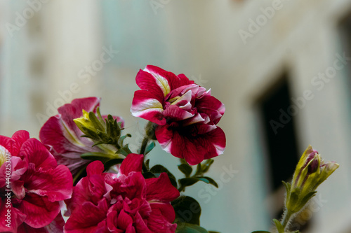 Decorative, beautiful flowers in the park.