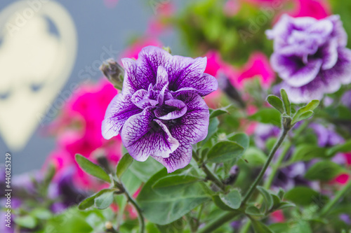 Decorative, beautiful flowers in the park.