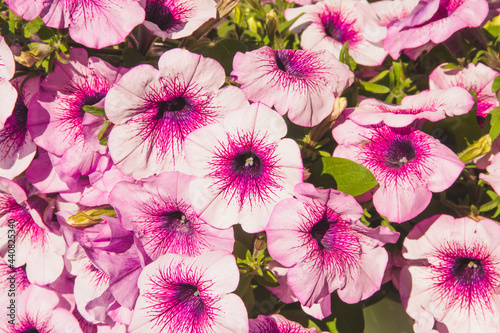 Decorative, beautiful flowers in the park.