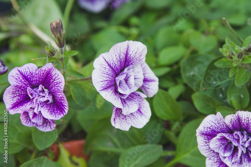 Decorative, beautiful flowers in the park.