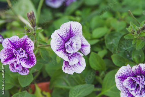 Decorative, beautiful flowers in the park.