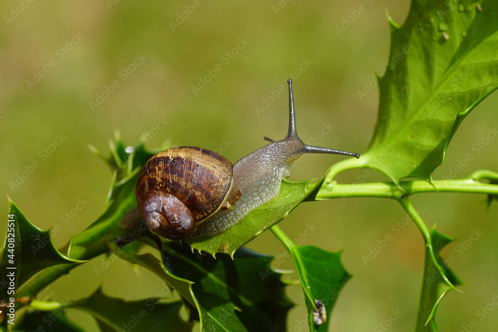 Garden snail (Cornu aspersum) crawling on Holly leaves (Ilex aquifolium). Family land snails (Helicidae). Dutch garden, spring, June Garden snail (Cornu aspersum) crawling on Holly leaves (Ilex aquifolium). Family land snails (Helicidae). Dutch garden, spring, June