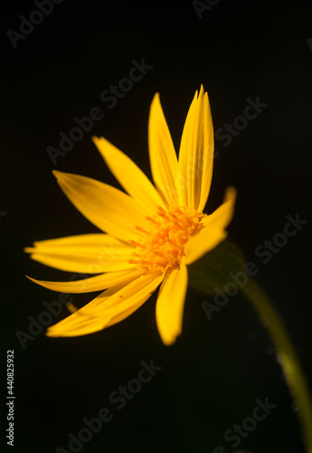 Sunny Arnica Flower in the Dark