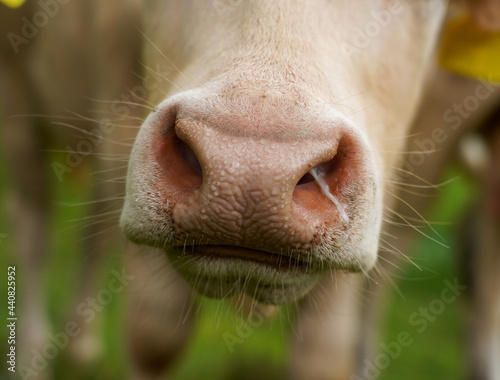 Cow Nose Macro Close Up Shot
