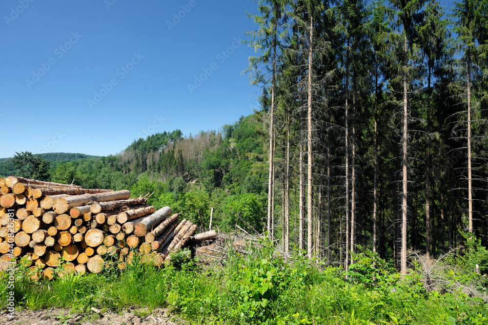 Waldgebiet und Stapel aus Holzstämmen am Wegrand bei Sonnenschein und gesunde und kranke Bäume im Hintergrund - Stockfoto