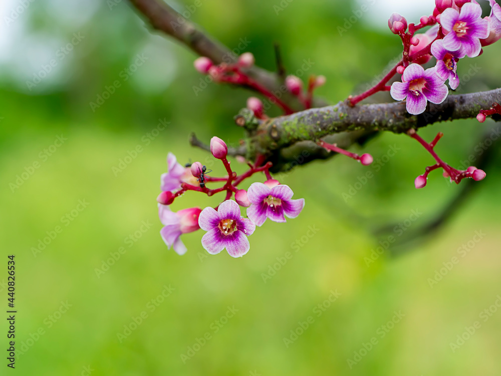 Close up edible flowers of Star fruit. Close up edible flowers of Star fruit.
