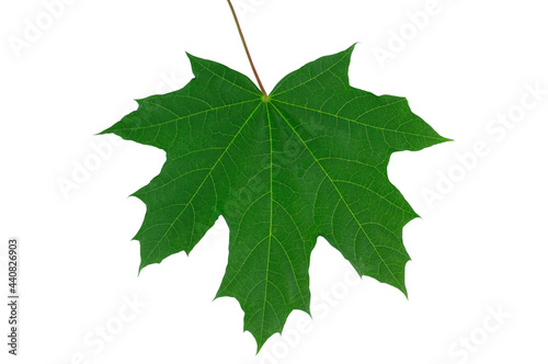 Green maple leaf on white background