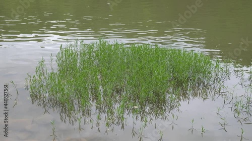 Water Grass 4K