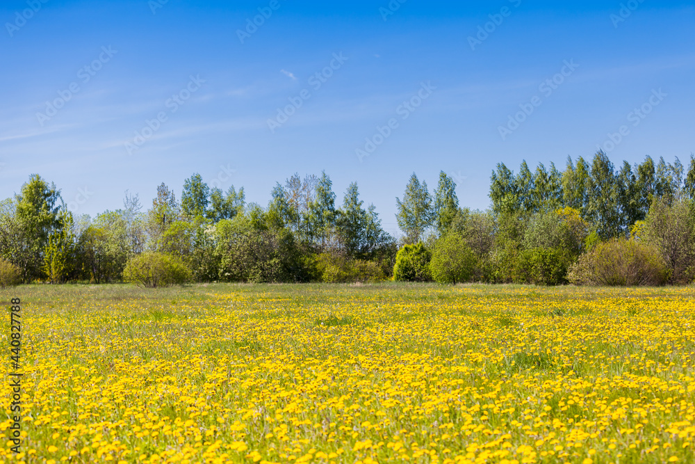 Bright dandelions field on a sunny day
