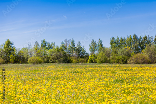 Bright dandelions field on a sunny day