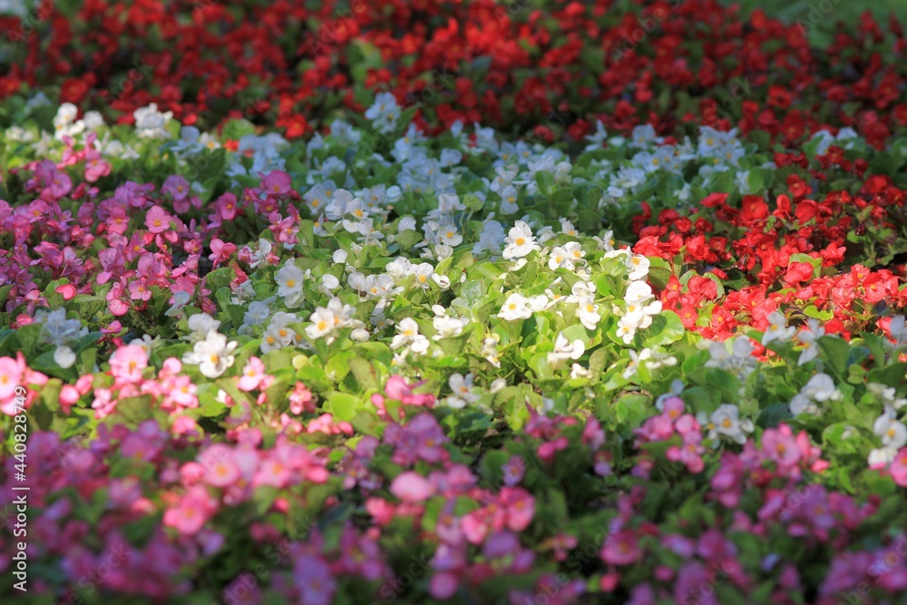 Colorful Begonia flowers in a flower bed