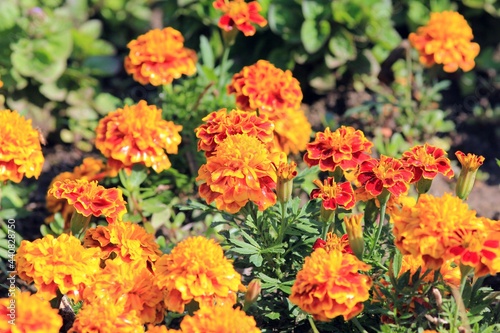 Orange tagetis flowers in a flower bed