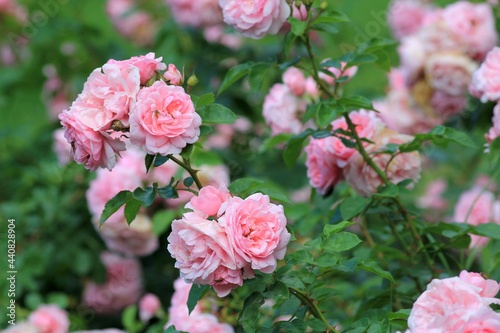 Fototapeta Naklejka Na Ścianę i Meble -  Delicate pink roses in the park in summer