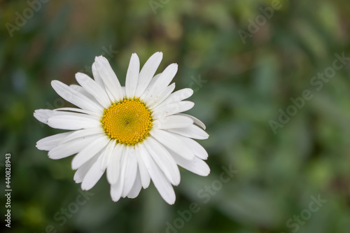 big white daisy, close-up macro.