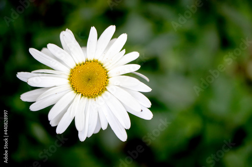 big white daisy  close-up macro.