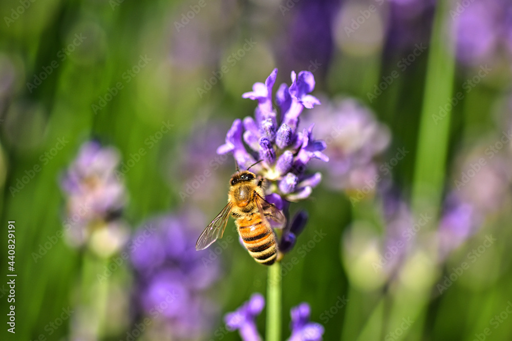 biene beim sammeln am lavendel biene beim sammeln am lavendel
