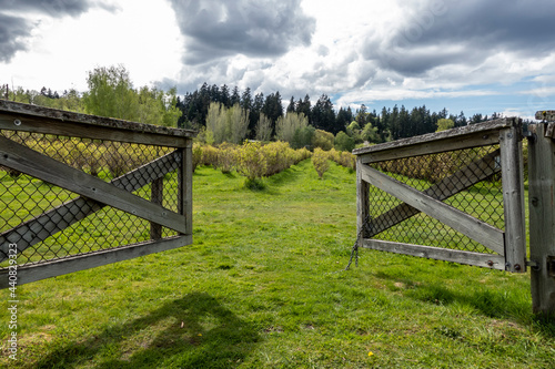 view of an open, wooden fence leading into a blueberry farm on a cloudy, sunny day